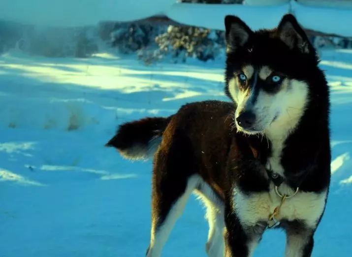 Juoda husky (23 nuotraukos): Ką atrodo juodos šuniukai su mėlynomis akimis? Spalvų savybės su saule. Ar šunys yra visiškai juodos? 22745_23