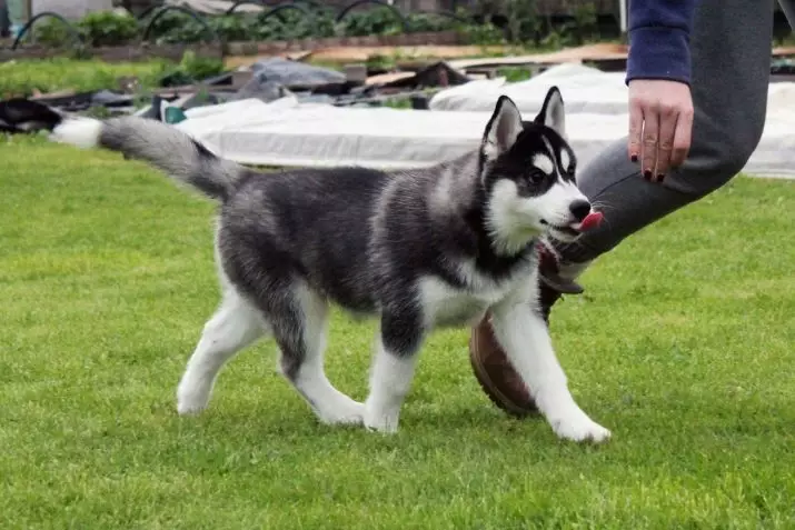 Juoda husky (23 nuotraukos): Ką atrodo juodos šuniukai su mėlynomis akimis? Spalvų savybės su saule. Ar šunys yra visiškai juodos? 22745_4