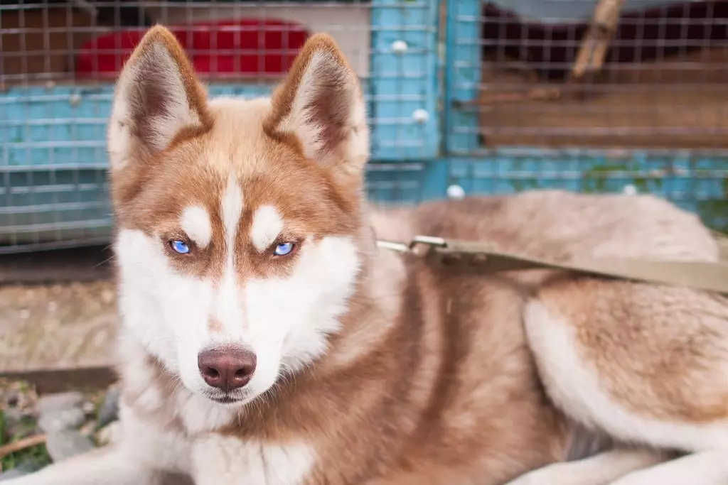 Juoda husky (23 nuotraukos): Ką atrodo juodos šuniukai su mėlynomis akimis? Spalvų savybės su saule. Ar šunys yra visiškai juodos? 22745_8