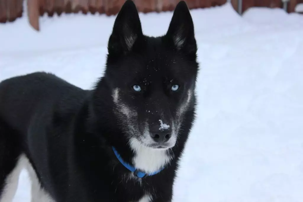 Juoda husky (23 nuotraukos): Ką atrodo juodos šuniukai su mėlynomis akimis? Spalvų savybės su saule. Ar šunys yra visiškai juodos? 22745_9