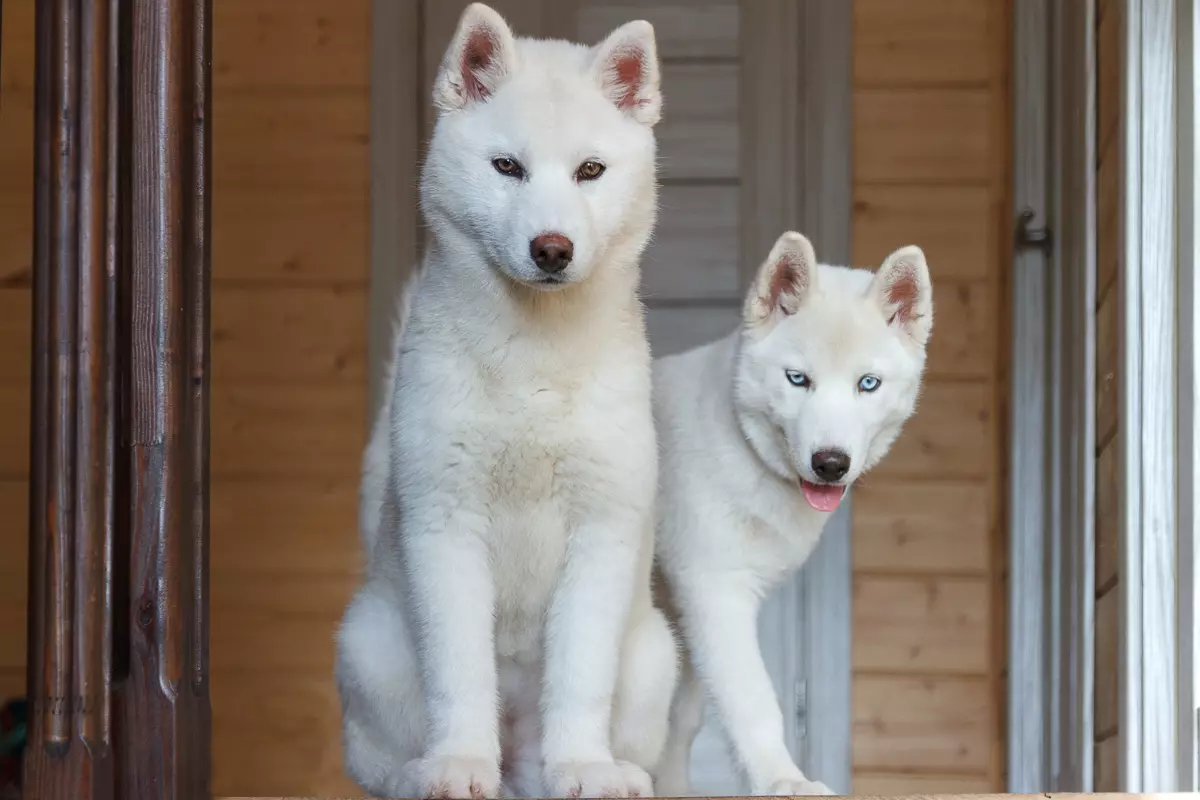 White Husky (33 Fotografii): Descriere Puppies albi pufos cu ochi albaștri, Caracteristici de culoare 22746_11