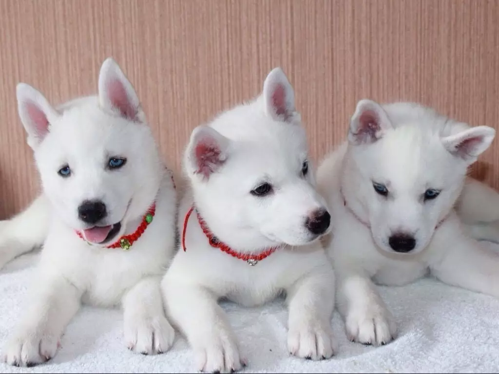 White Husky (33 Fotografii): Descriere Puppies albi pufos cu ochi albaștri, Caracteristici de culoare 22746_12