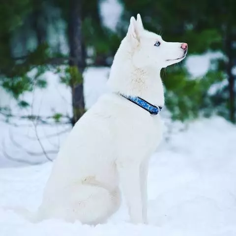 White Husky (33 Fotografii): Descriere Puppies albi pufos cu ochi albaștri, Caracteristici de culoare 22746_13
