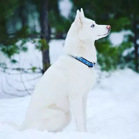 Bílý Husky (33 fotek): Popis načechraných bílých štěňátek s modrýma očima, barevné funkce 22746_13