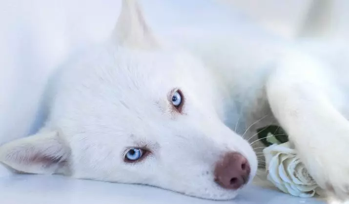 White Husky (33 รูป): คำอธิบายของลูกสุนัขสีขาวปุยที่มีดวงตาสีฟ้า, คุณสมบัติสี 22746_15
