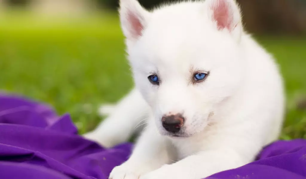 Bílý Husky (33 fotek): Popis načechraných bílých štěňátek s modrýma očima, barevné funkce 22746_17