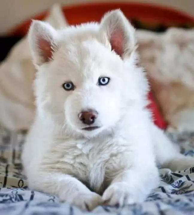 White Husky (33 Fotografii): Descriere Puppies albi pufos cu ochi albaștri, Caracteristici de culoare 22746_2