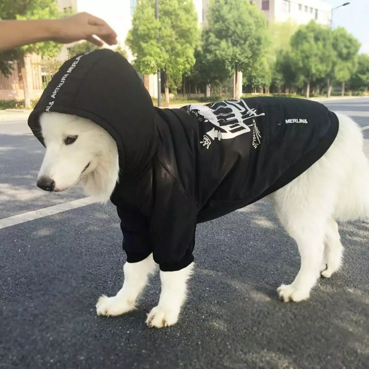 White Husky (33 сүрөт): Көк көздөр, түстүү өзгөчөлүктөрү бар ак түстөгү күчүктөрдүн сүрөттөлүшү 22746_21