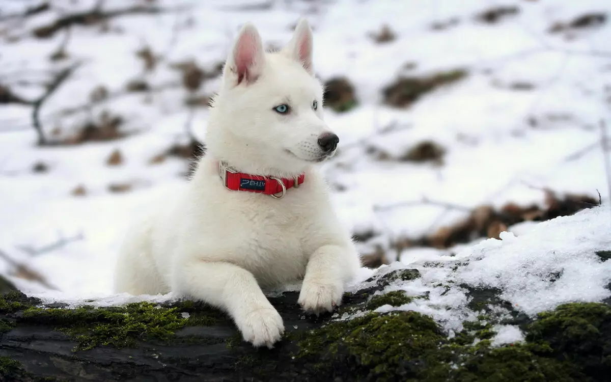 White Husky (33 Fotografii): Descriere Puppies albi pufos cu ochi albaștri, Caracteristici de culoare 22746_22