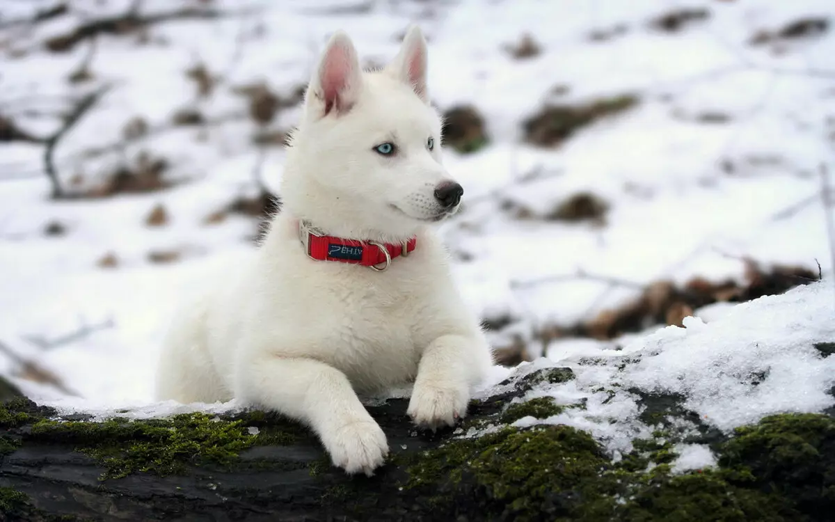 White Husky (33 сүрөт): Көк көздөр, түстүү өзгөчөлүктөрү бар ак түстөгү күчүктөрдүн сүрөттөлүшү 22746_22