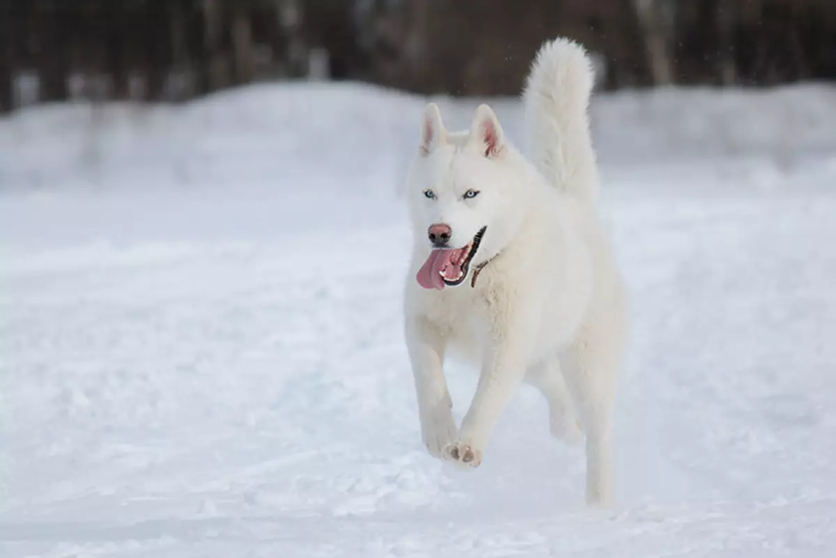 White Husky (33 รูป): คำอธิบายของลูกสุนัขสีขาวปุยที่มีดวงตาสีฟ้า, คุณสมบัติสี 22746_23