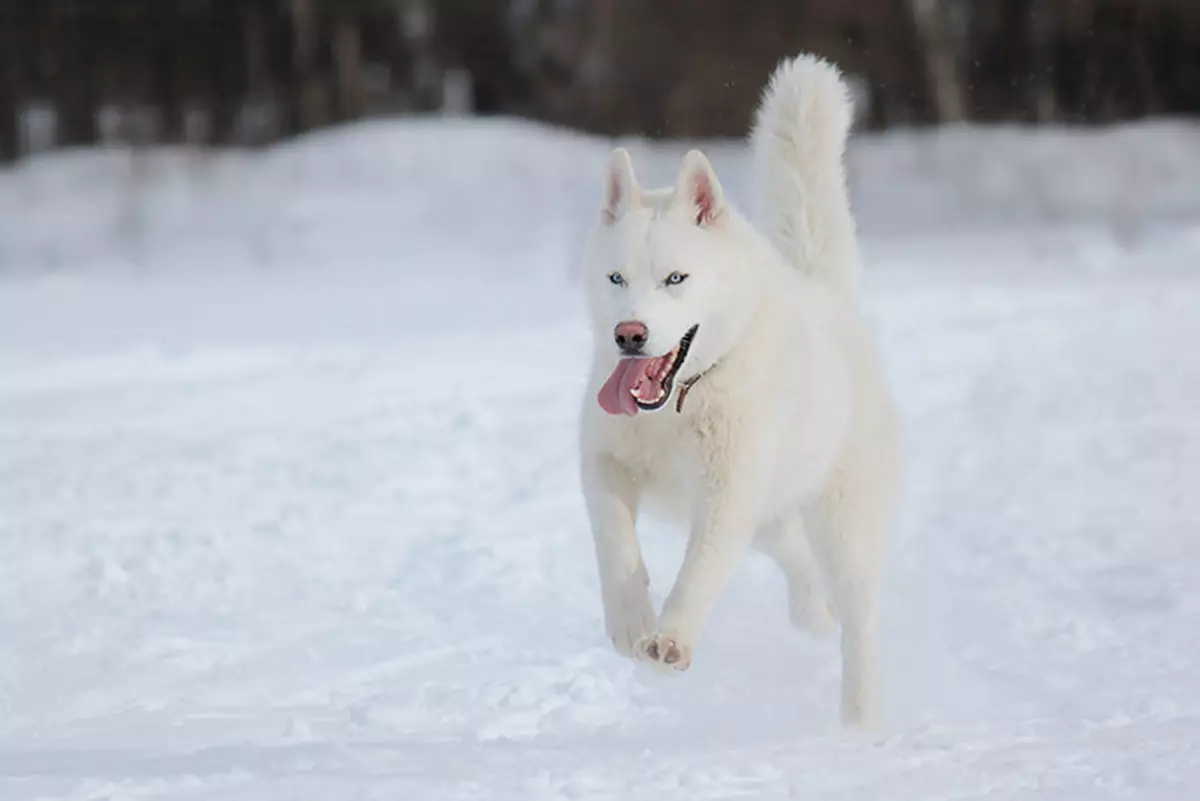 Bílý Husky (33 fotek): Popis načechraných bílých štěňátek s modrýma očima, barevné funkce 22746_23