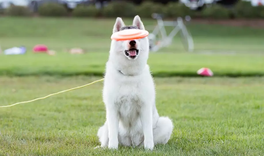 White Husky (33 Fotografii): Descriere Puppies albi pufos cu ochi albaștri, Caracteristici de culoare 22746_28