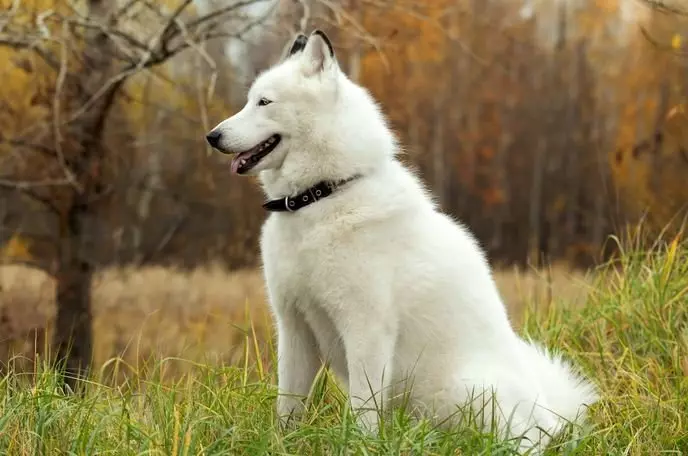 White Husky (33 รูป): คำอธิบายของลูกสุนัขสีขาวปุยที่มีดวงตาสีฟ้า, คุณสมบัติสี 22746_3