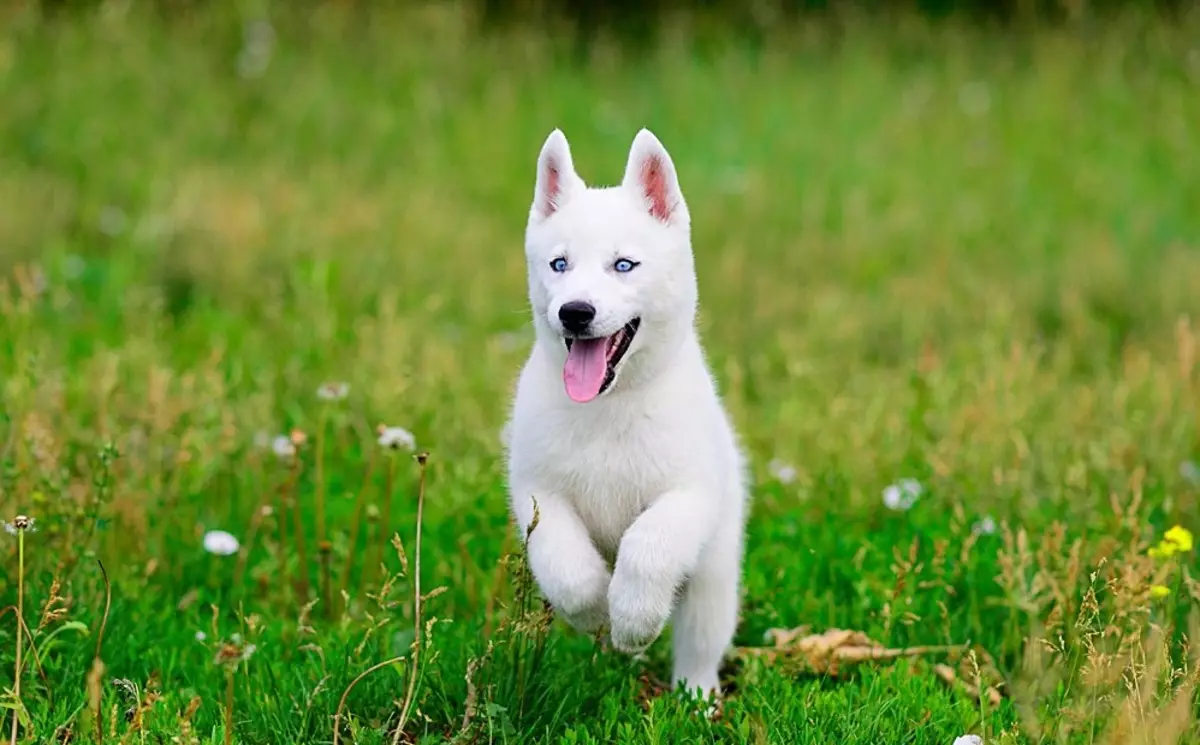 White Husky (33 Fotografii): Descriere Puppies albi pufos cu ochi albaștri, Caracteristici de culoare 22746_31