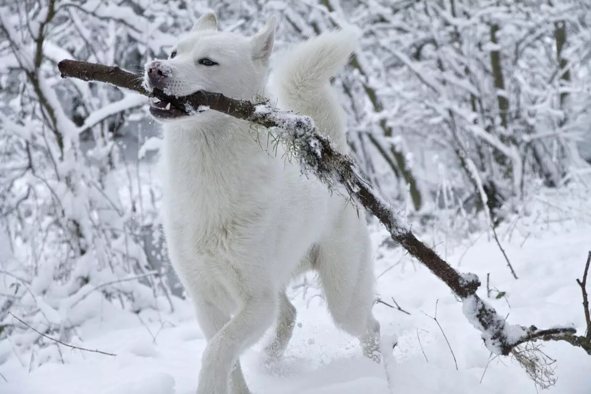 White Husky (33 รูป): คำอธิบายของลูกสุนัขสีขาวปุยที่มีดวงตาสีฟ้า, คุณสมบัติสี 22746_33