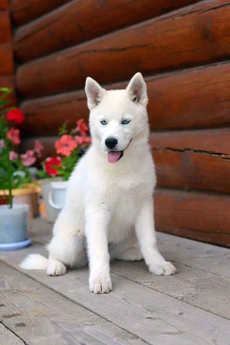 Bílý Husky (33 fotek): Popis načechraných bílých štěňátek s modrýma očima, barevné funkce 22746_5