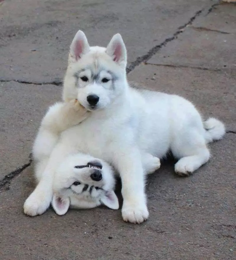 White Husky (33 Fotografii): Descriere Puppies albi pufos cu ochi albaștri, Caracteristici de culoare 22746_6