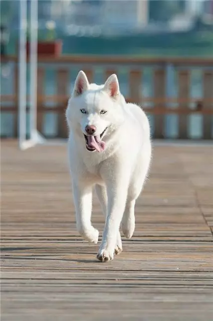 White Husky (33 Fotografii): Descriere Puppies albi pufos cu ochi albaștri, Caracteristici de culoare 22746_7