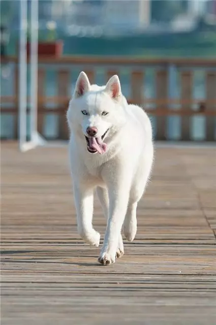 White Husky (33 сүрөт): Көк көздөр, түстүү өзгөчөлүктөрү бар ак түстөгү күчүктөрдүн сүрөттөлүшү 22746_7