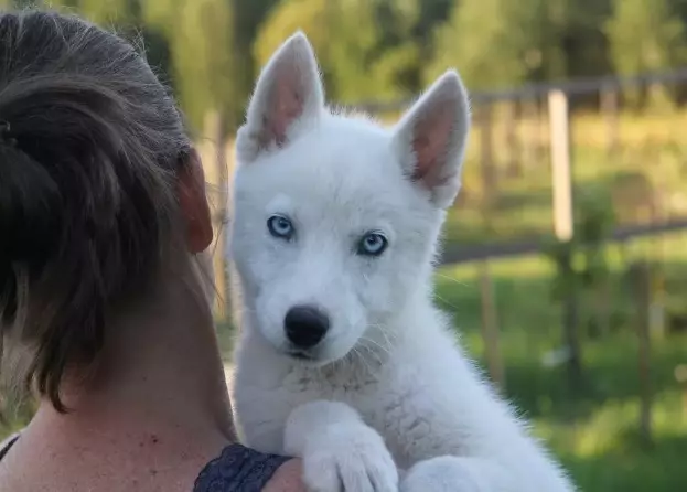 White Husky (33 Fotografii): Descriere Puppies albi pufos cu ochi albaștri, Caracteristici de culoare 22746_9