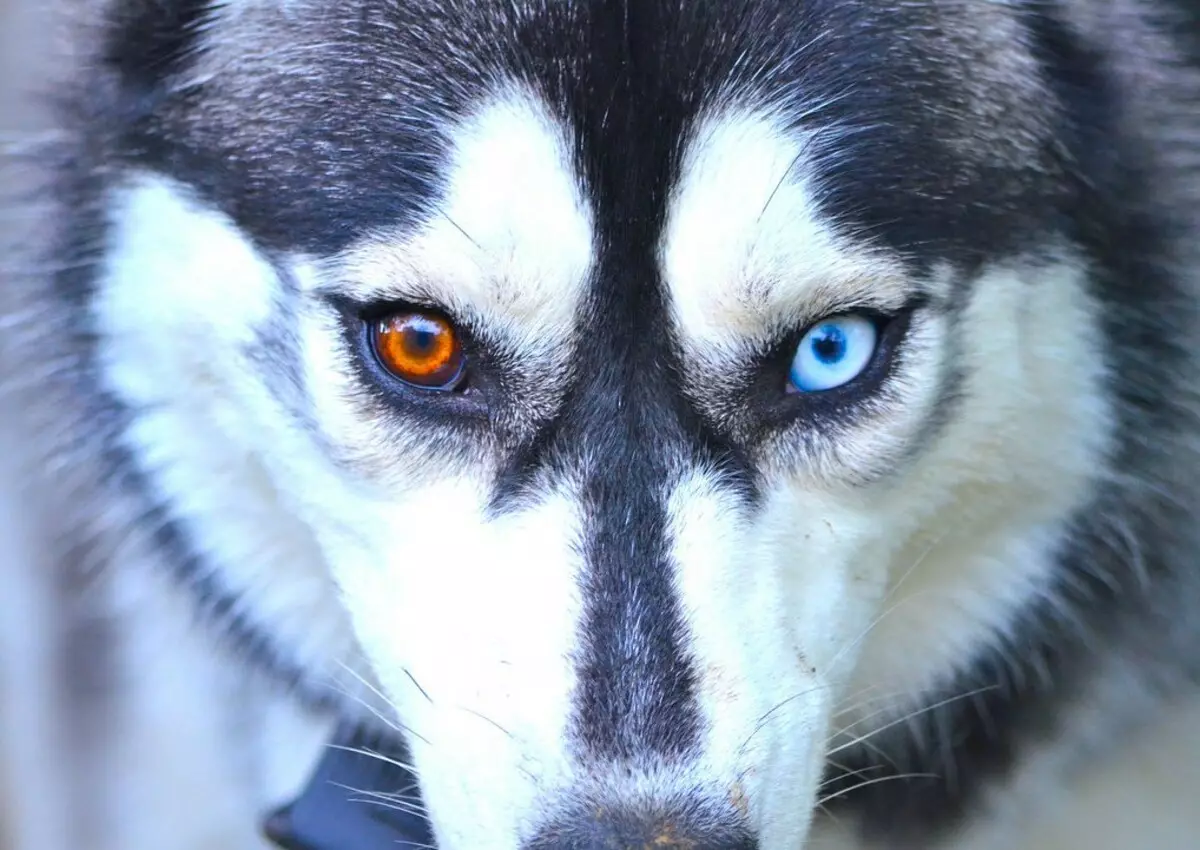 Husky με διαφορετικά μάτια (21 φωτογραφίες): Ποιο είναι το όνομα της διαφωνίας του σκύλου; Περιγραφή κουτάβια Harlequin λευκό, μαύρο και καφέ 22748_10