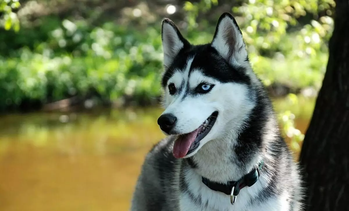 Husky con diferentes ojos (21 fotos): ¿Cuál es el nombre del desacuerdo del perro? Descripción Puppies Harlequin blanco, negro y marrón. 22748_11