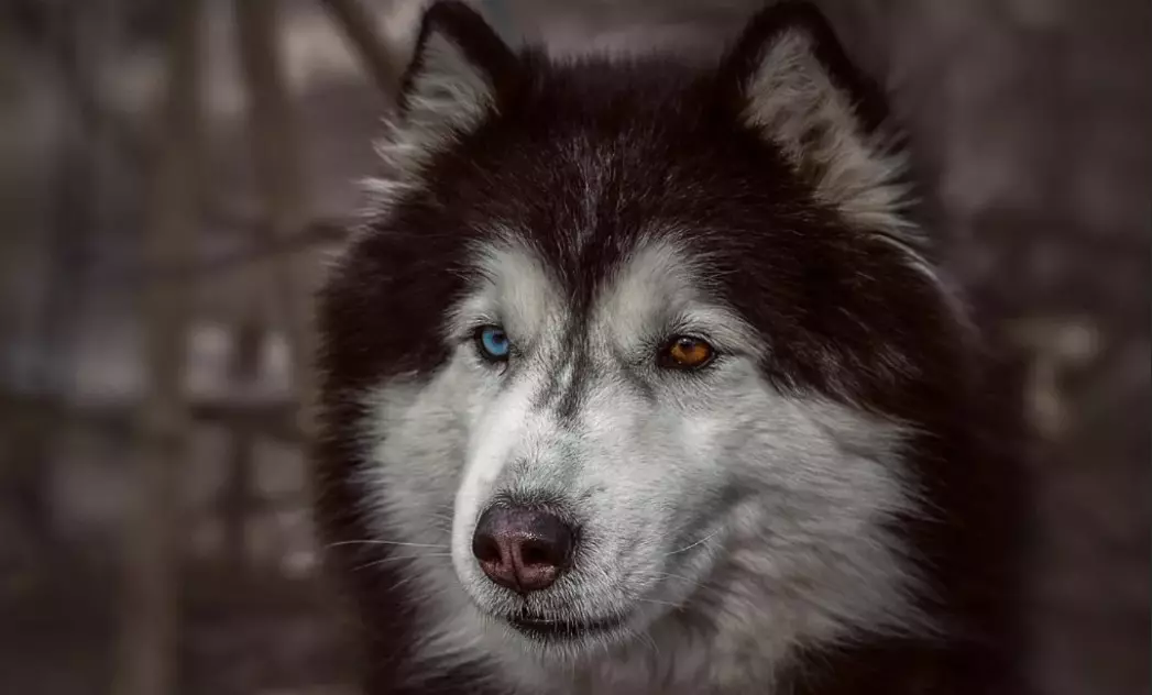 Хуски са различитим очима (21 фотографија): Како се зове неслагање пса? Опис штенад Харлекуин бела, црна и браон 22748_12