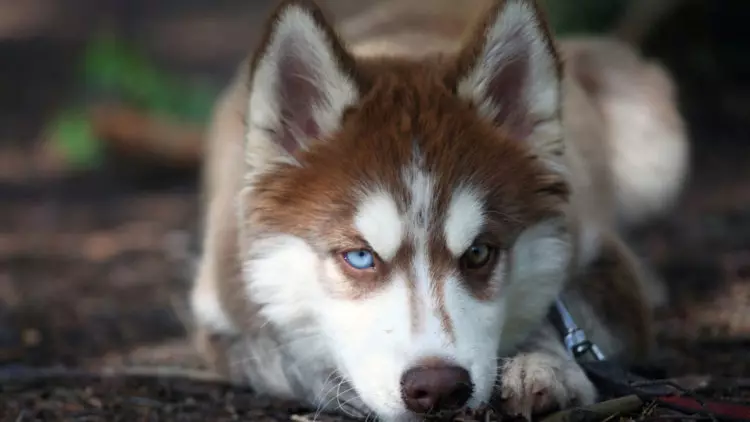 Husky con diferentes ojos (21 fotos): ¿Cuál es el nombre del desacuerdo del perro? Descripción Puppies Harlequin blanco, negro y marrón. 22748_13