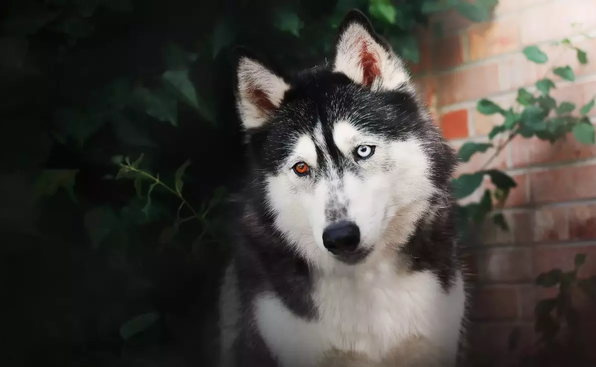 צרוד עם עיניים שונות (21 תמונות): מהו שמו של מחלוקת הכלב? תיאור גורים Harlequin לבן, שחור וחום 22748_14