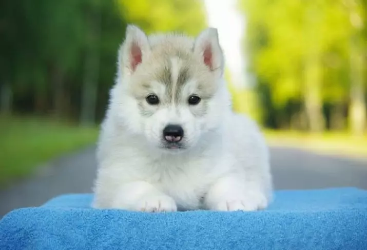 Husky su skirtingomis akimis (21 nuotraukos): Kas yra šuns nesutarimų pavadinimas? Aprašymas šuniukai harlequin balta, juoda ir ruda 22748_15