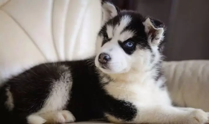 Husky su skirtingomis akimis (21 nuotraukos): Kas yra šuns nesutarimų pavadinimas? Aprašymas šuniukai harlequin balta, juoda ir ruda 22748_17