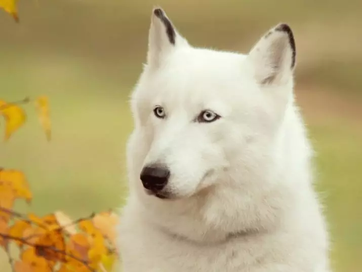 Husky con diferentes ollos (21 fotos): Cal é o nome do desacordo do can? Descrición Puppies Harlequin White, Black and Brown 22748_18