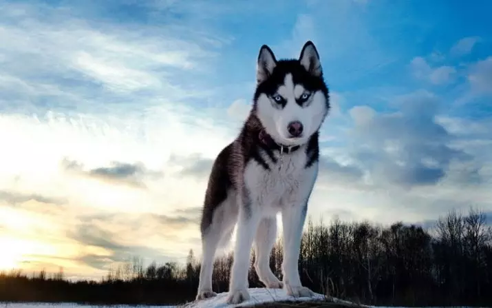 Husky avec des yeux différents (21 photos): quel est le nom du désaccord du chien? Description chiots Arlequin blanc, noir et brun 22748_2