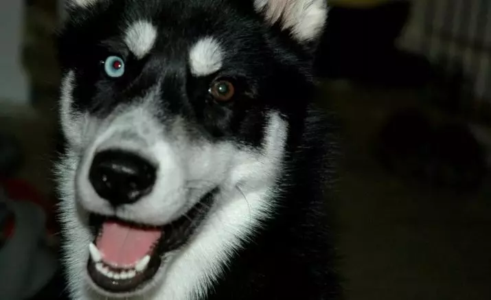 さまざまな目を持つハスキー（21写真）：犬の意見の相違の名前は何ですか？説明子犬ハーレクインホワイト、ブラック、ブラウン 22748_20