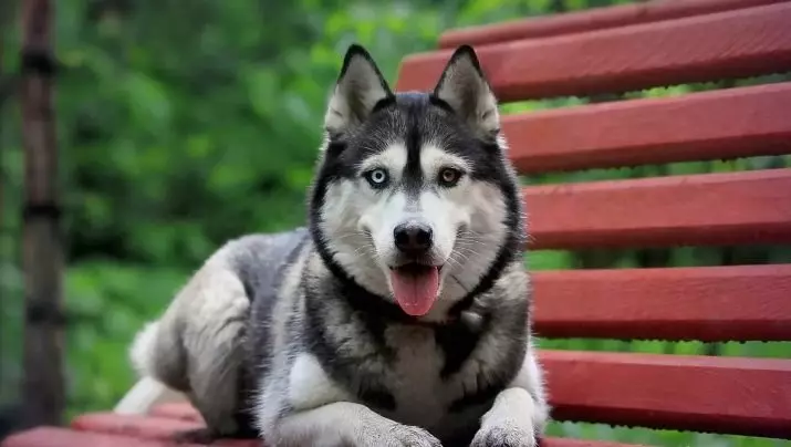 Husky với đôi mắt khác nhau (21 ảnh): Tên của sự bất đồng của con chó là gì? Mô tả chó con harlequin trắng, đen và nâu 22748_4