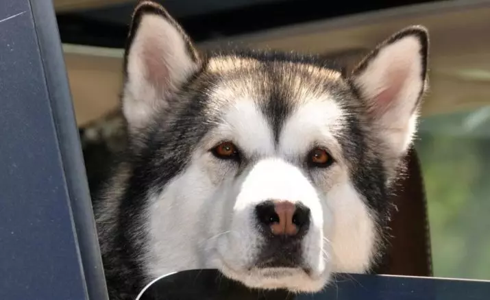 Husky me sy të ndryshëm (21 foto): Cili është emri i mosmarrëveshjes së qenit? Përshkrim Puppies Harlequin White, E zezë dhe Brown 22748_7