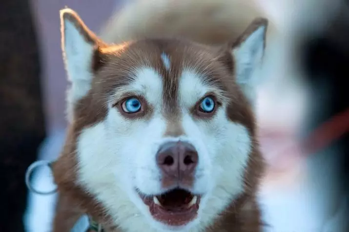 허스키 다른 눈 (21 사진) : 개 불일치의 이름은 무엇입니까? 설명 강아지 Harlequin 화이트, 블랙 및 브라운 22748_8
