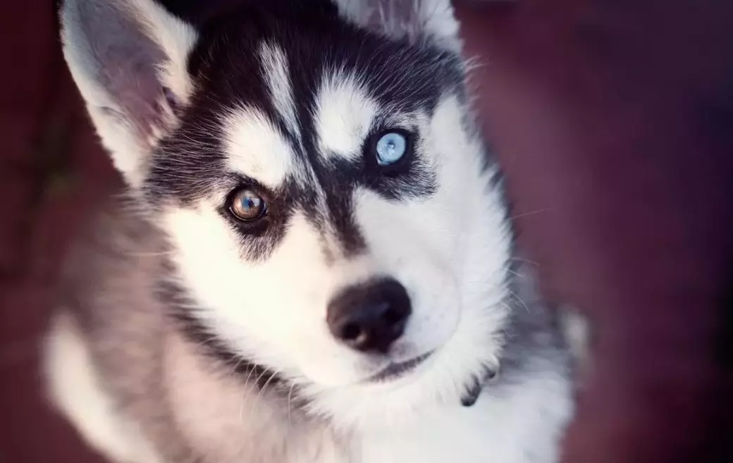 Husky su skirtingomis akimis (21 nuotraukos): Kas yra šuns nesutarimų pavadinimas? Aprašymas šuniukai harlequin balta, juoda ir ruda 22748_9