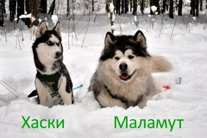 Maschine Husky und Malamute (17 Fotos): Wie sieht das Malamute mit Husky an? Eigenschaften von Methisov. 22751_2