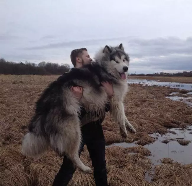 Malamute we Huskyyň tapawudlary (49 surat): Tapawudy näme? Alaskan mawan ujunyň arasyndaky tapawut näme? Kim saýlamak has gowudyr? 22752_12