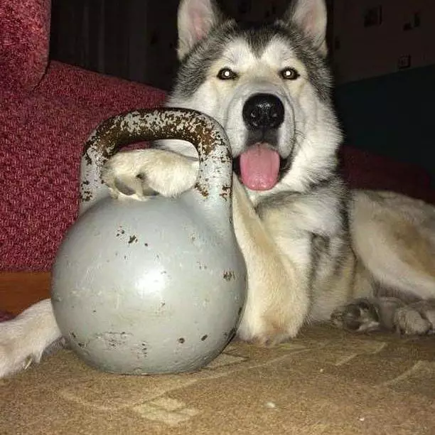 Differenze di malamute e husky (49 foto): qual è la differenza? Qual è la differenza tra Alaskan Malamut? Chi è meglio scegliere? 22752_13