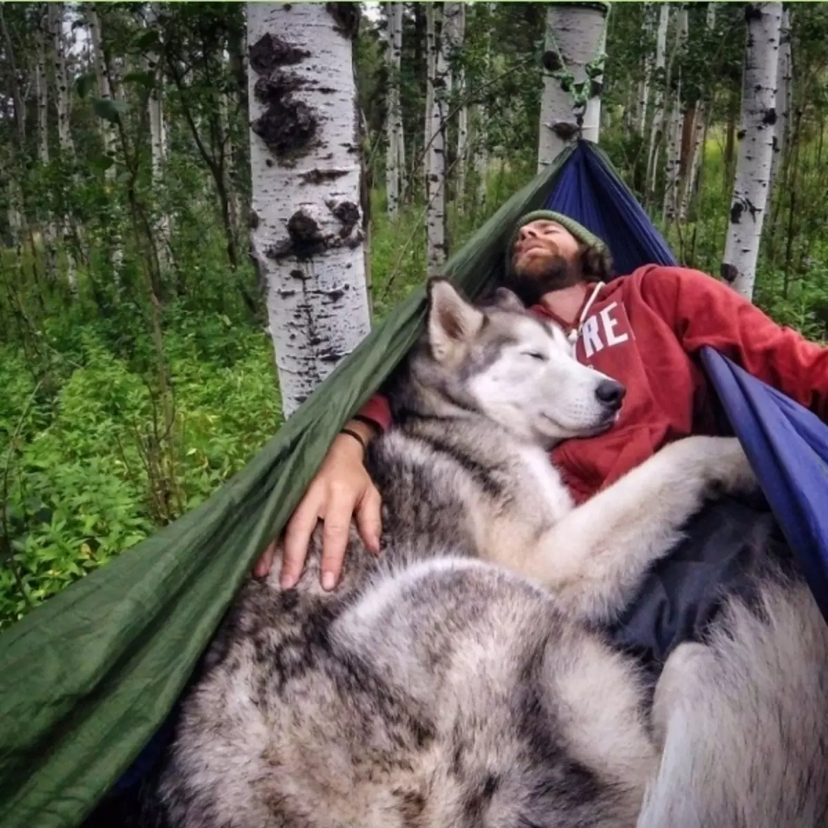 Bambanci na Malamute da Husky (49 hotuna): Menene bambanci? Menene banbanci tsakanin Alaskan Malamut? Wanene ya fi kyau zaɓi? 22752_14