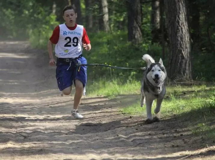 Differenze di malamute e husky (49 foto): qual è la differenza? Qual è la differenza tra Alaskan Malamut? Chi è meglio scegliere? 22752_15