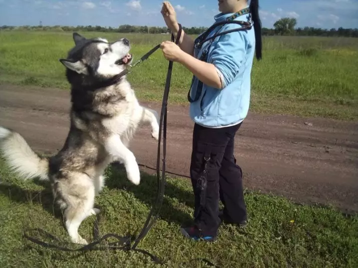 Verskille van Mala Mute en Husky (49 foto's): Wat is die verskil? Wat is die verskil tussen Alaskan Malamut? Wat is beter om te kies? 22752_16