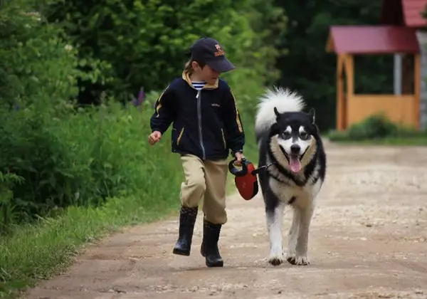 Diferenzas de malamute e husky (49 fotos): cal é a diferenza? Cal é a diferenza entre Alaskan Malamut? Quen é mellor escoller? 22752_17