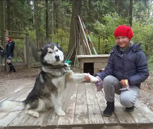 Bambanci na Malamute da Husky (49 hotuna): Menene bambanci? Menene banbanci tsakanin Alaskan Malamut? Wanene ya fi kyau zaɓi? 22752_18