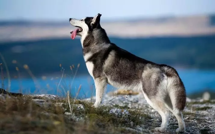 Diferans nan Malamute ak Husky (49 foto): Ki diferans ki genyen? Ki diferans ki genyen ant Alaska Malamut? Ki moun ki pi bon yo chwazi? 22752_19