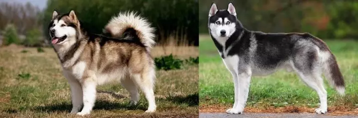 Verschillen van Malamute en Husky (49 foto's): wat is het verschil? Wat is het verschil tussen Alaskan Malamut? Wie is beter om te kiezen? 22752_2