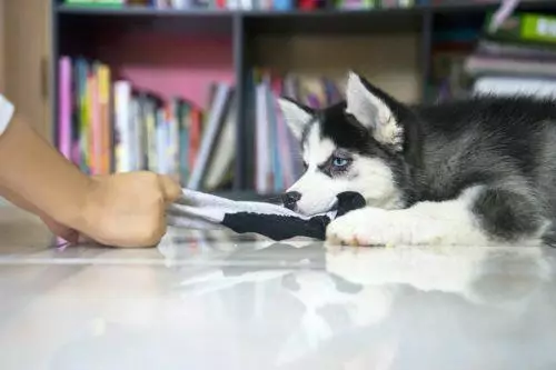 Verskille van Mala Mute en Husky (49 foto's): Wat is die verskil? Wat is die verskil tussen Alaskan Malamut? Wat is beter om te kies? 22752_21